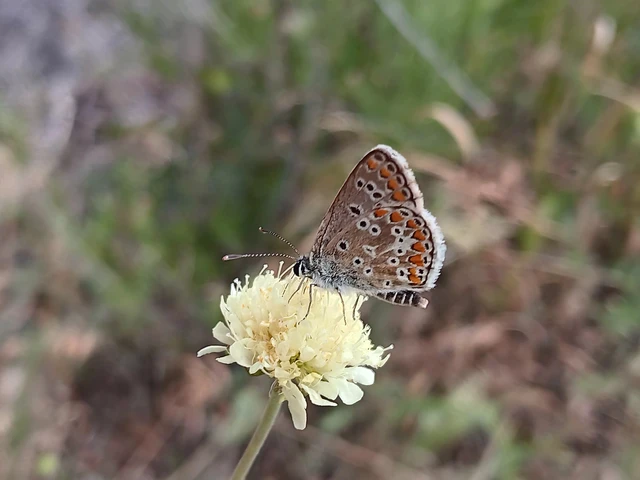 Aricia agestis - szerecsenboglárka