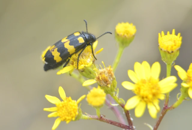 Mylabris variabilis - szalagos hólyaghúzó Mylabris variabilis - szalagos hólyaghúzó