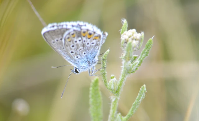 Plebejus argus - ezüstös boglárka