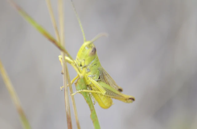 Pseudochorthippus parallelus - közönséges rétisáska