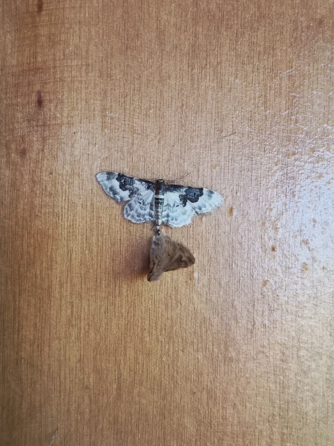 Microlepidoptera - Molylepkék