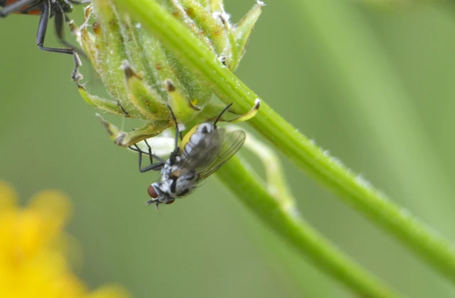 Diptera - Kétszárnyúak