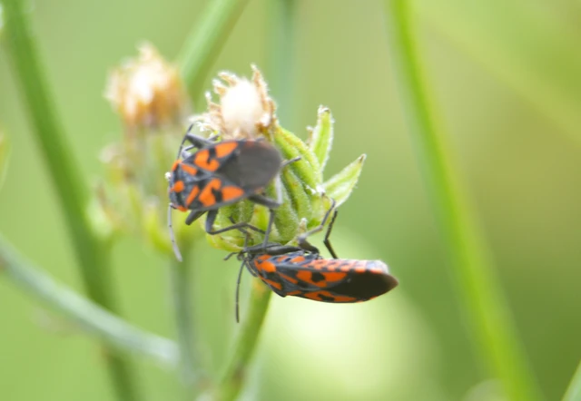 Spilostethus saxatilis - virágbodobács