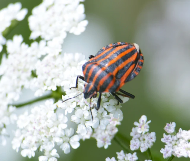 Graphosoma italicum - csíkos pajzsospoloska Graphosoma italicum - csíkos pajzsospoloska