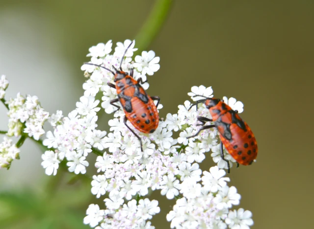 Spilostethus saxatilis - virágbodobács