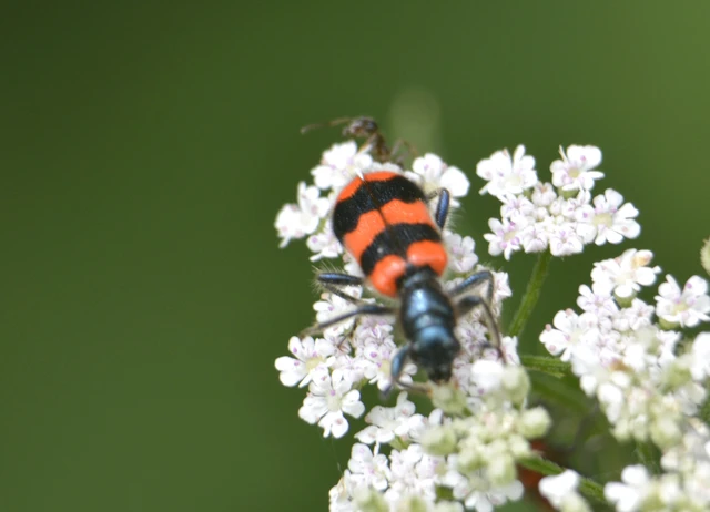 Trichodes apiarius - szalagos méhészbogár