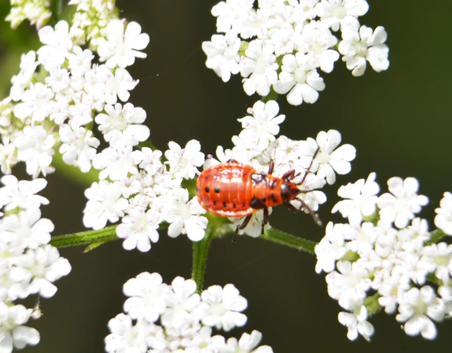 Spilostethus saxatilis - virágbodobács