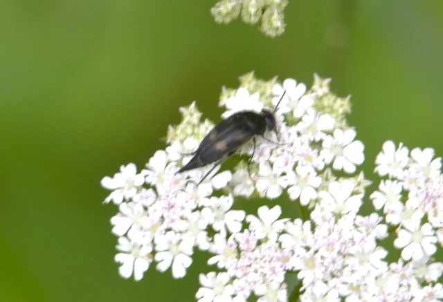 Variimorda villosa - szalagos maróka