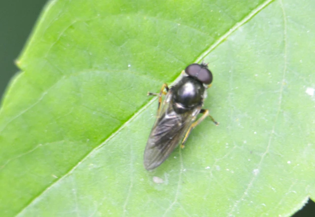 Diptera - Kétszárnyúak