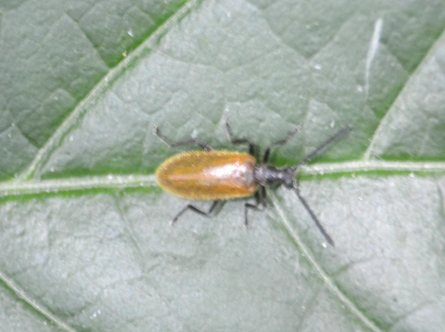 Lagria