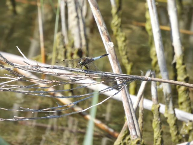 Orthetrum cancellatum - feketefarkú pásztorszitakötő Orthetrum cancellatum - feketefarkú pásztorszitakötő
