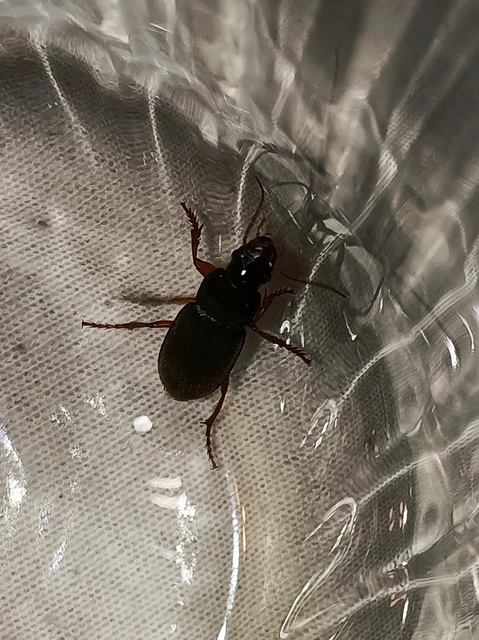 Carabidae - futóbogárfélék