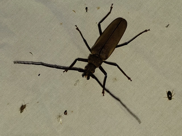 Aegosoma scabricorne - diófacincér