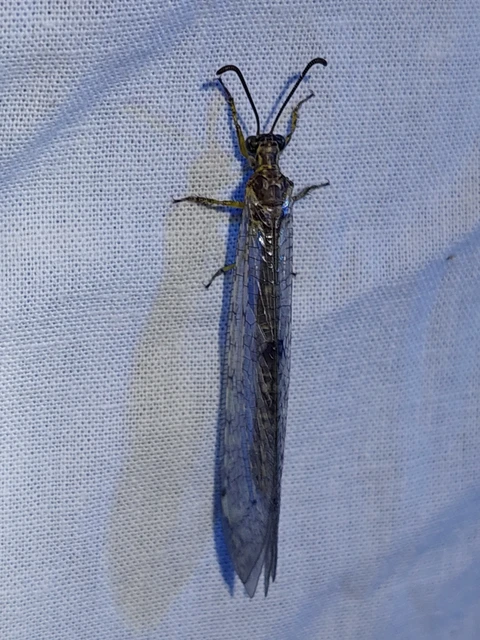 Distoleon tetragrammicus - négyfoltos hangyaleső