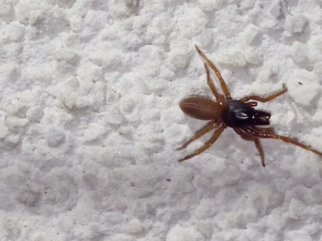 Araneae - Pókok