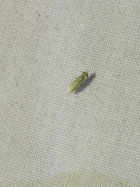 Diptera - Kétszárnyúak