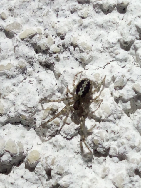 Araneae - Pókok
