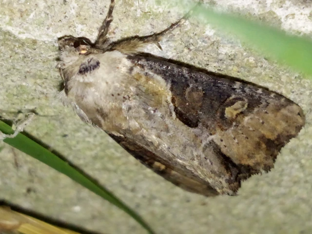 Lateroligia ophiogramma - harmatkása-dudvabagoly