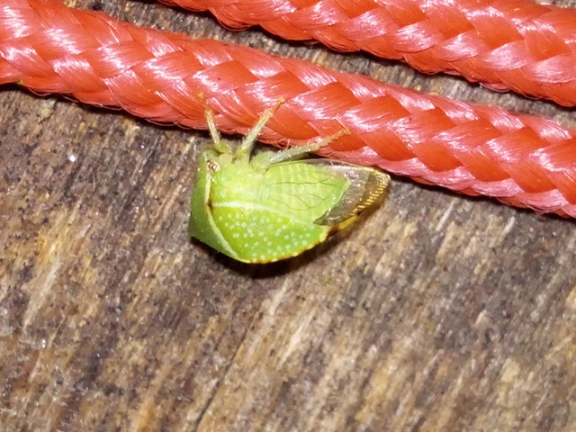 Stictocephala bisonia - bivalykabóca