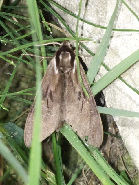 Hyloicus pinastri - fenyőszender