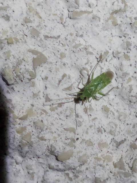 Miridae - mezeipoloskák