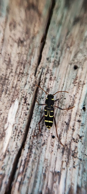 Xylotrechus arvicola - gazdászcincér