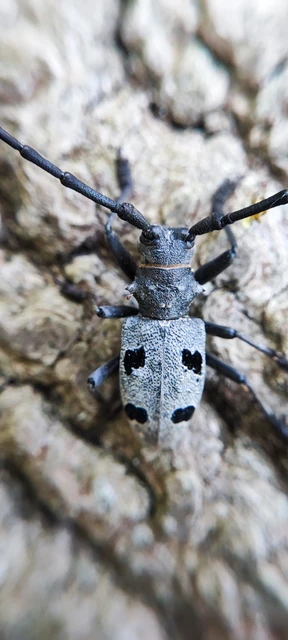 Morimus asper funereus - gyászcincér