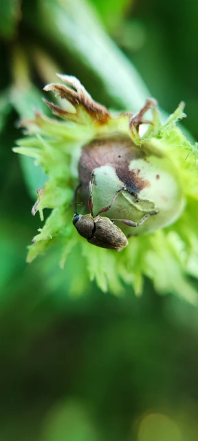 Curculio nucum - mogyorózsuzsóka