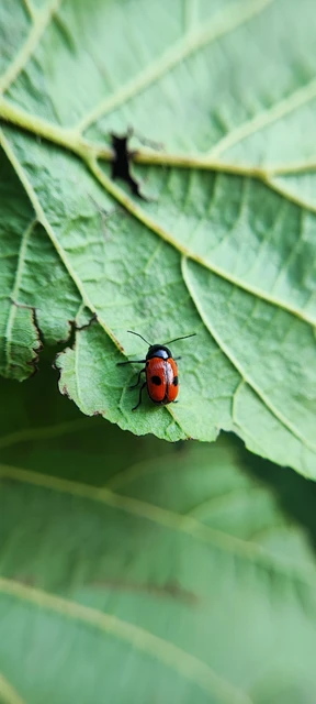 Cryptocephalus bipunctatus - kétpettyes zömökbogár