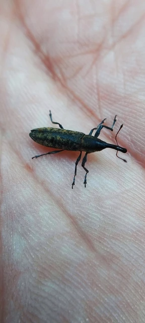 Lixus fasciculatus - nyurgalábú dudvabarkó
