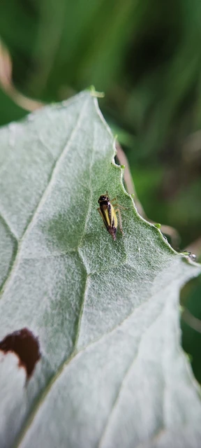Evacanthus interruptus Evacanthus interruptus
