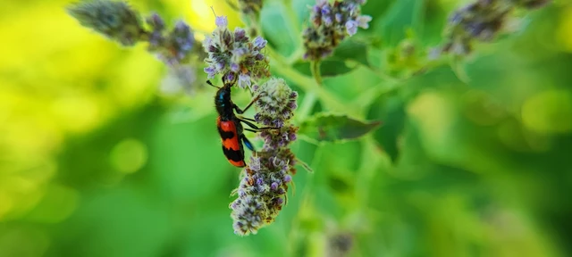 Trichodes apiarius - szalagos méhészbogár