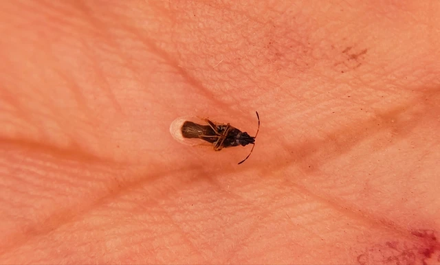 Oxycarenus pallens - fakó bodobács