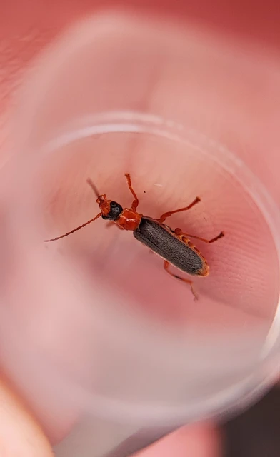 Cantharis lateralis - szegélyes lágybogár