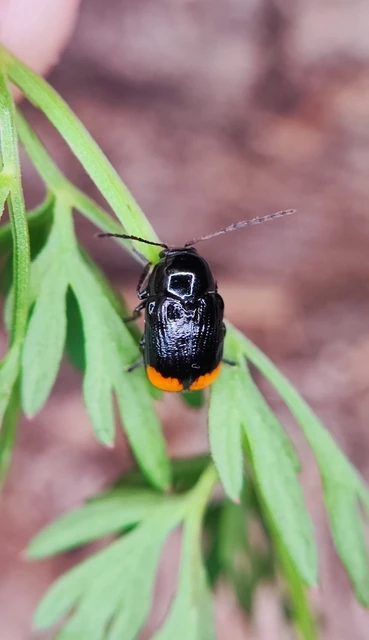 Cryptocephalus biguttatus