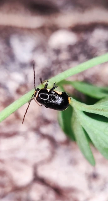 Cryptocephalus moraei - közönséges zömökbogár