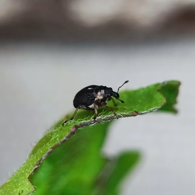 Pelenomus