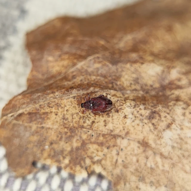 Orchestes testaceus - nyír-bolhaormányos