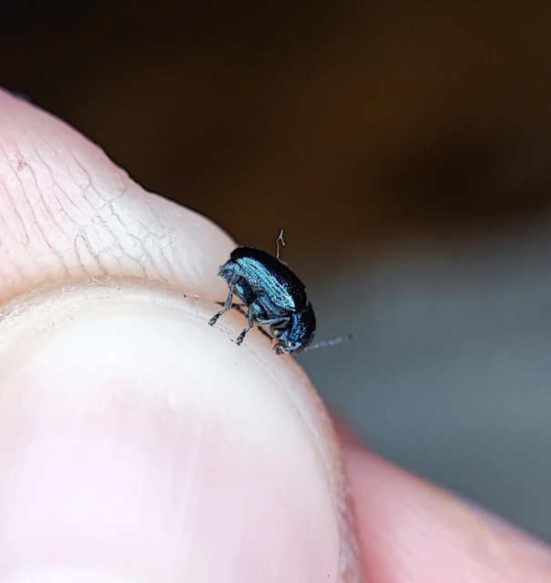 Cryptocephalus janthinus - zafír lizinka-zömökbogár