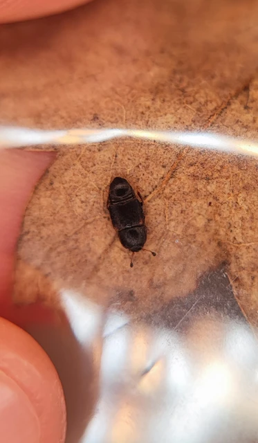 Urophorus humeralis - vállfoltos gyümölcsfénybogár Urophorus humeralis - vállfoltos gyümölcsfénybogár