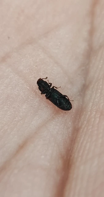 Bitoma crenata - szalagos héjbogár Bitoma crenata - szalagos héjbogár