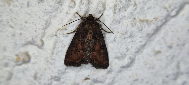 Oligia strigilis/latruncula/versicolor