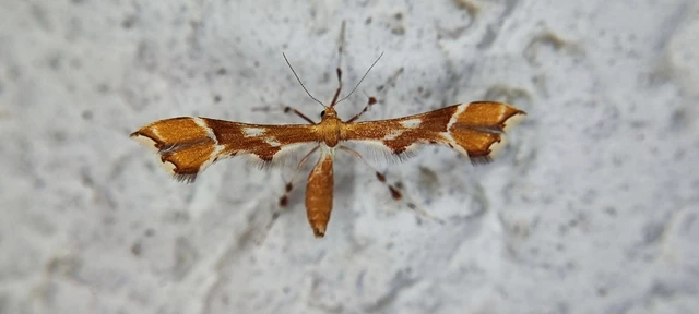 Pterophoridae - tollasmolyfélék