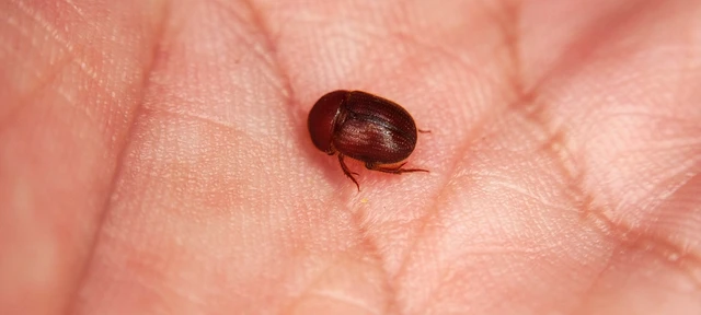 Ochodaeus chrysomeloides - alkonyati homoktúróbogár Ochodaeus chrysomeloides - alkonyati homoktúróbogár
