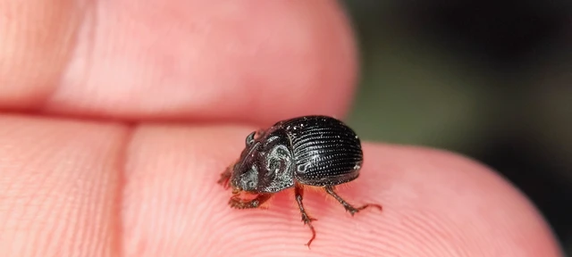 Odonteus armiger - mozgószarvú álganéjtúró