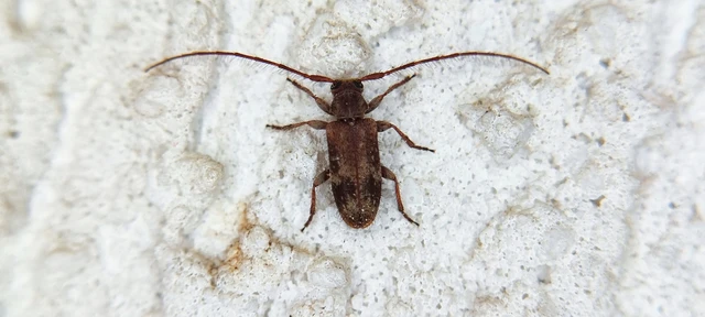 Exocentrus adspersus - tölgyfa-rőzsecincér