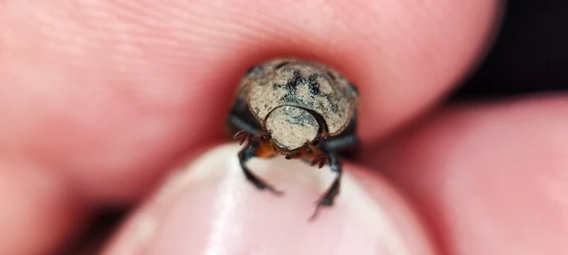 Trox cadaverinus - nagy irhabogár