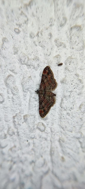 Gymnoscelis rufifasciata - vöröscsíkos törpearaszoló