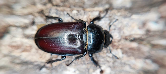 Lucanus cervus - nagy szarvasbogár