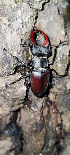 Lucanus cervus - nagy szarvasbogár